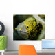 Snowflake Moray Eel Costa Wall Decal Design 1