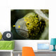 Snowflake Moray Eel Costa Wall Decal Design 1