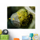 Snowflake Moray Eel Costa Wall Decal Design 1