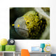 Snowflake Moray Eel Costa Wall Decal Design 1