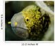 Snowflake Moray Eel Costa Wall Decal Design 1