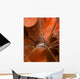 Arrow Crab Close-up West Wall Decal