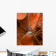 Arrow Crab Close-up West Wall Decal