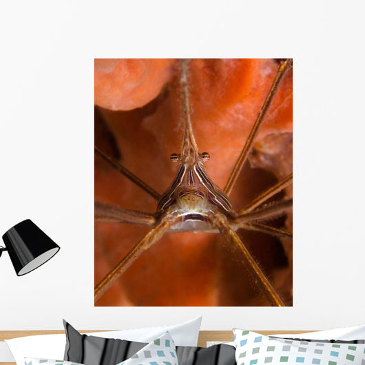 Arrow Crab Close-up West Wall Decal