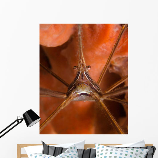 Arrow Crab Close-up West Wall Decal