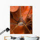 Arrow Crab Close-up West Wall Decal