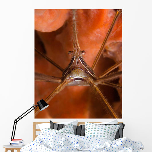 Arrow Crab Close-up West Wall Decal