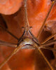 Arrow Crab Close-up West Wall Decal