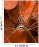 Arrow Crab Close-up West Wall Decal