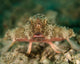 Batfish West Palm Beach Wall Decal