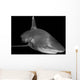 Oceanic Whitetip Shark Black Wall Decal Design 2