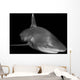 Oceanic Whitetip Shark Black Wall Decal Design 2