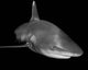Oceanic Whitetip Shark Black Wall Decal Design 2