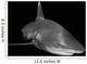 Oceanic Whitetip Shark Black Wall Decal Design 2