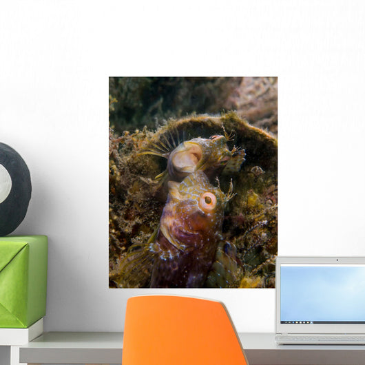 Blenny with Threatening Posture Wall Decal