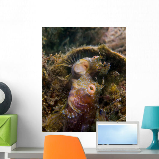 Blenny with Threatening Posture Wall Decal