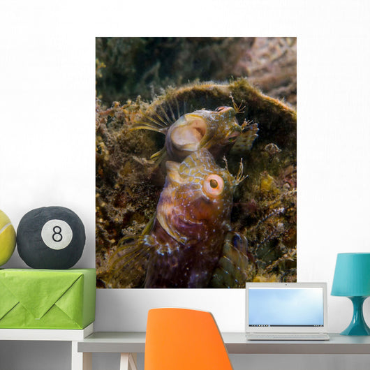 Blenny with Threatening Posture Wall Decal