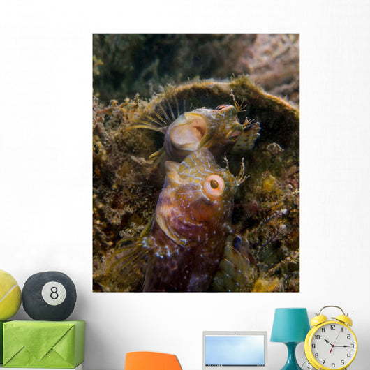Blenny with Threatening Posture Wall Decal