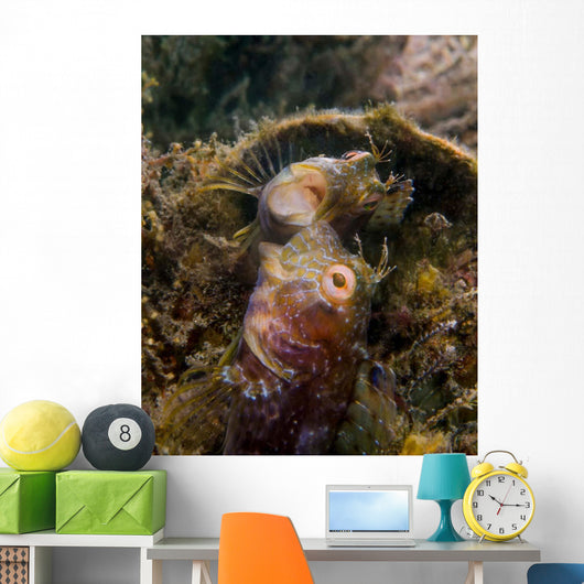 Blenny with Threatening Posture Wall Decal