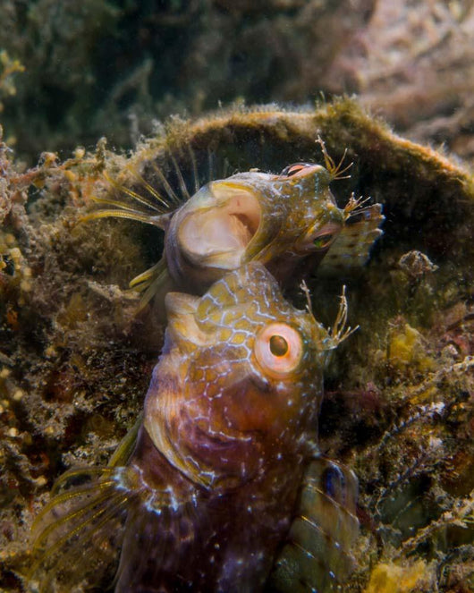 Blenny with Threatening Posture Wall Decal