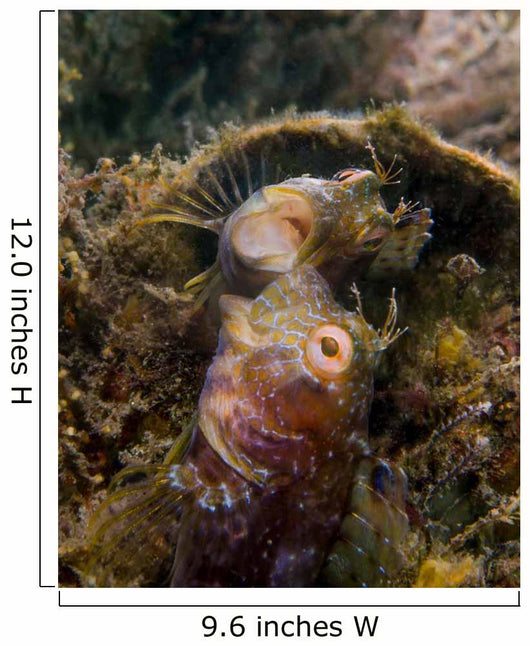 Blenny with Threatening Posture Wall Decal