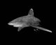 Oceanic Whitetip Shark Black Wall Decal Design 1