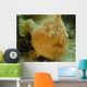 Frogfish Close-up West Palm Wall Decal