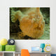 Frogfish Close-up West Palm Wall Decal