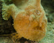 Frogfish Close-up West Palm Wall Decal