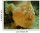 Frogfish Close-up West Palm Wall Decal