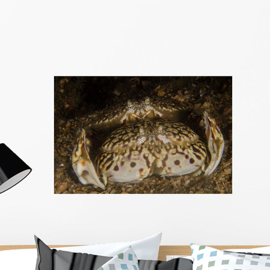 Pair Flame Box Crabs Wall Decal