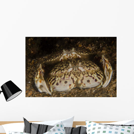 Pair Flame Box Crabs Wall Decal