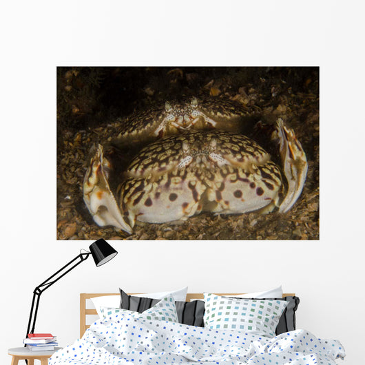 Pair Flame Box Crabs Wall Decal