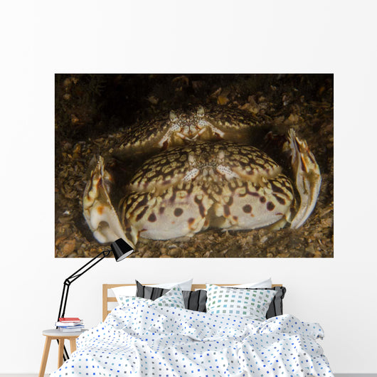 Pair Flame Box Crabs Wall Decal