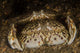 Pair Flame Box Crabs Wall Decal