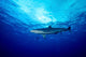 Silky Shark Shot Cat Wall Decal