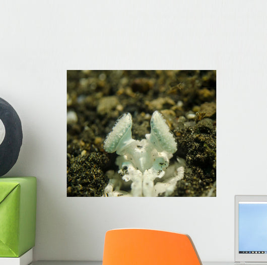 Eyes White Mantis Shrimp Wall Decal