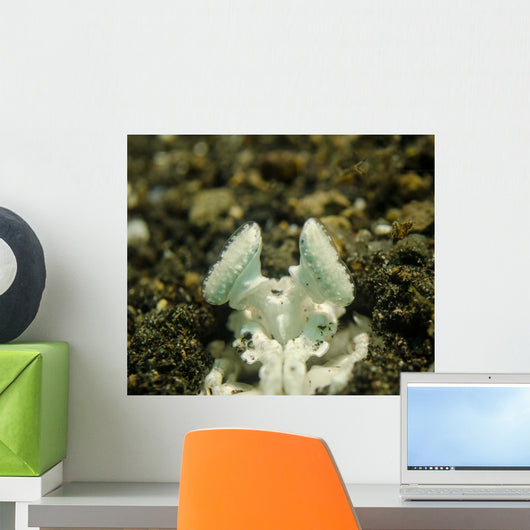 Eyes White Mantis Shrimp Wall Decal