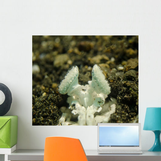 Eyes White Mantis Shrimp Wall Decal