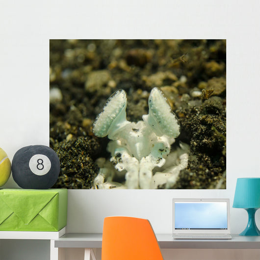 Eyes White Mantis Shrimp Wall Decal