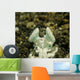 Eyes White Mantis Shrimp Wall Decal