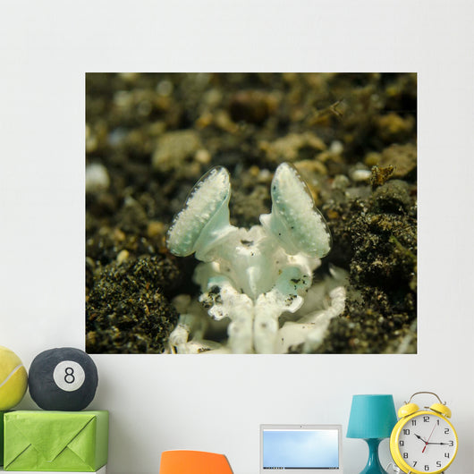Eyes White Mantis Shrimp Wall Decal
