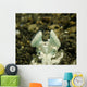Eyes White Mantis Shrimp Wall Decal