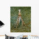 Atlantic Longarm Octopus Stands Wall Decal