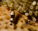 Two Squat Anemone Shrimp Wall Decal