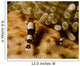 Two Squat Anemone Shrimp Wall Decal