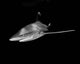 Oceanic Whitetip Shark Taken Wall Decal