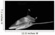 Oceanic Whitetip Shark Taken Wall Decal