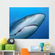 Caribbean Reef Shark with Wall Decal