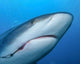 Caribbean Reef Shark with Wall Decal